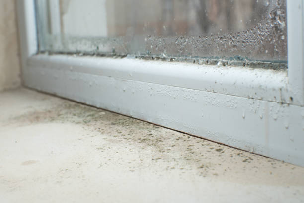 Best Black Mold Removal  in East Freehold, NJ